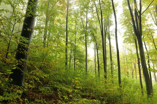 Early autumn beech forest in foggy rainy weather.