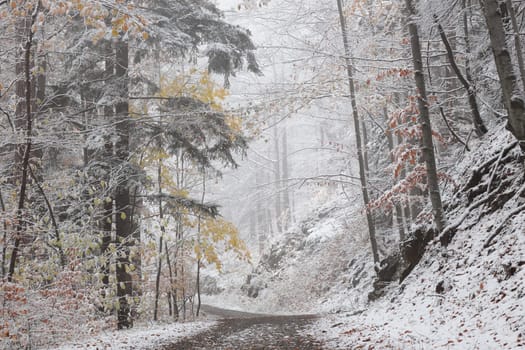 Forest path after the first snowfall in mid-November.