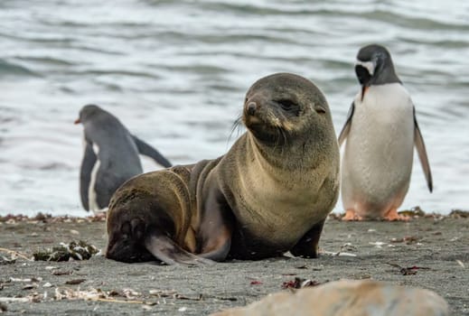 Juvenile Antarctic fur seal (Arctocephalus gazella) in South Georgia in its natural environment