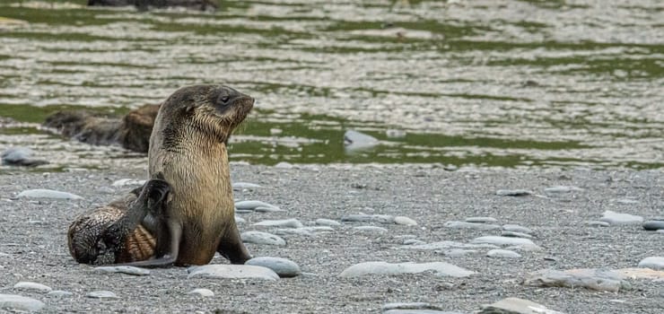 Juvenile Antarctic fur seal (Arctocephalus gazella) in South Georgia in its natural environment