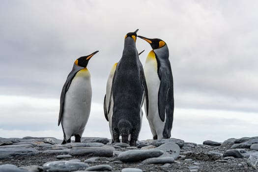 King Penguin - (APTENODYTES PATAGONICUS) Gold Harbour Colony - scenic bay on South Georgia
