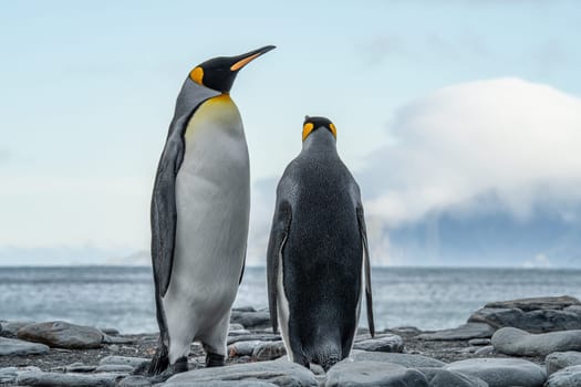 Pair of 2 King Penguins (APTENODYTES PATAGONICUS) on South Georgia interacting with each other