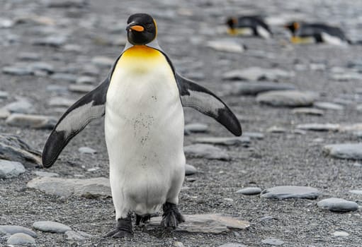 individual king penguin King penguin (APTENODYTES PATAGONICUS) in South Georgia poses on beach
