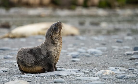 Juvenile Antarctic fur seal (Arctocephalus gazella) in South Georgia in its natural environment