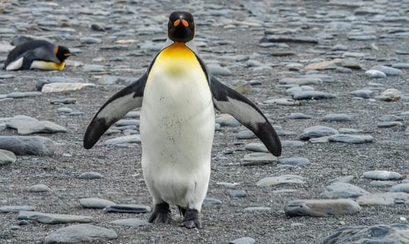 individual king penguin King penguin (APTENODYTES PATAGONICUS) in South Georgia poses on beach
