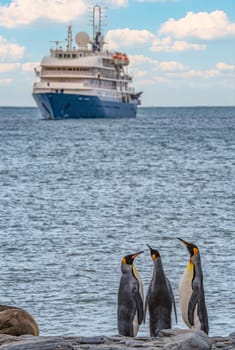 3 separated King Penguins (APTENODYTES PATAGONICUS) on the beach on South Georgia with an Antarctic expedition ship in the background