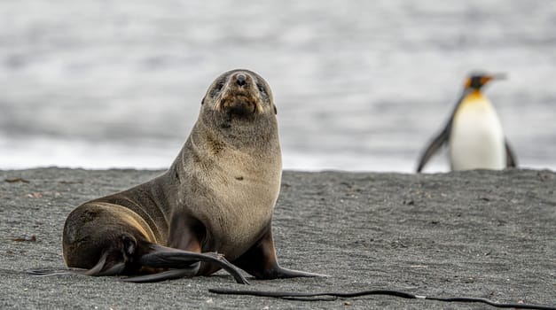 Juvenile Antarctic fur seal (Arctocephalus gazella) in South Georgia in its natural environment