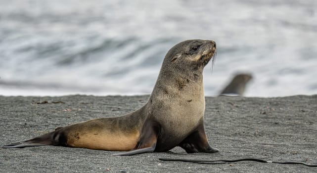 Juvenile Antarctic fur seal (Arctocephalus gazella) in South Georgia in its natural environment