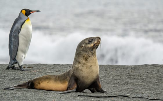 Juvenile Antarctic fur seal (Arctocephalus gazella) in South Georgia in its natural environment
