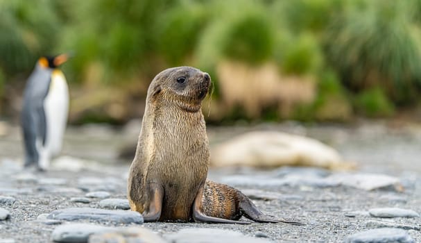 Juvenile Antarctic fur seal (Arctocephalus gazella) in South Georgia in its natural environment