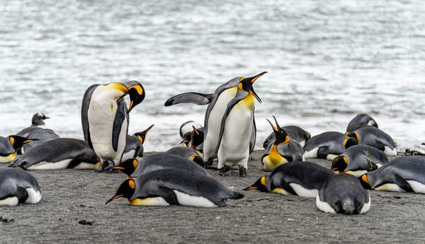 King Penguin - (APTENODYTES PATAGONICUS) Gold Harbour Colony - scenic bay on South Georgia