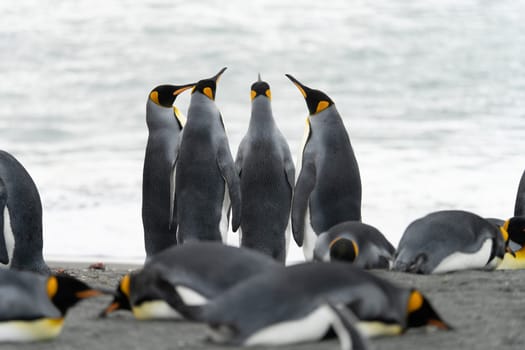 King Penguin - (APTENODYTES PATAGONICUS) Gold Harbour Colony - scenic bay on South Georgia
