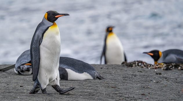 King Penguin - (APTENODYTES PATAGONICUS) Gold Harbour Colony - scenic bay on South Georgia