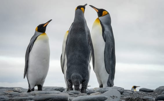 King Penguin - (APTENODYTES PATAGONICUS) Gold Harbour Colony - scenic bay on South Georgia