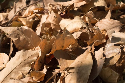 Dry falling leaves in summer sunset sunlight. Nature background photography. Full Frame. Copy Space. Brown Red yellow colors. Autumn October November.