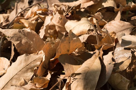 Dry falling leaves in summer sunset sunlight. Nature background photography. Full Frame. Copy Space. Brown Red yellow colors. Autumn October November.