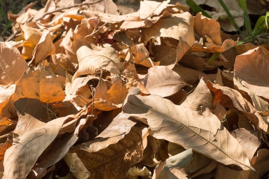 Dry falling leaves in summer sunset sunlight. Nature background photography. Full Frame. Copy Space. Brown Red yellow colors. Autumn October November.