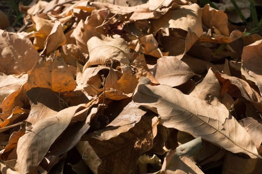 Dry falling leaves in summer sunset sunlight. Nature background photography. Full Frame. Copy Space. Brown Red yellow colors. Autumn October November.