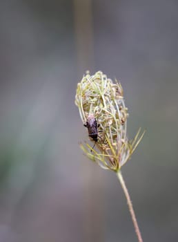 A spotted pore bug on a flower of wild carrot.