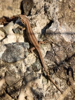 Close-up of a fence lizard in nature. Males are green, females are brown.