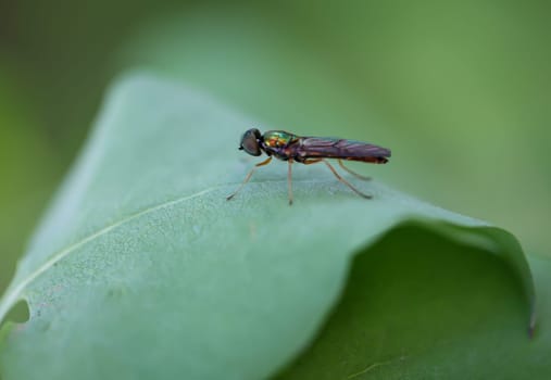 A two-spot dung weapon fly on a leaf of a tree.