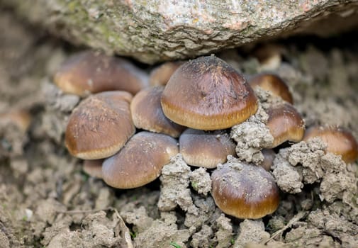 A group of mushrooms with brown hats under a stone.