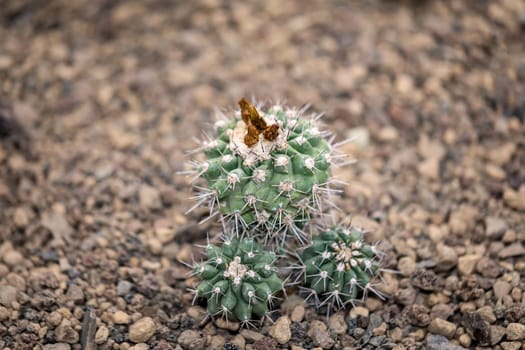 Portrait of a cactus, A cactus in a tropical environment.