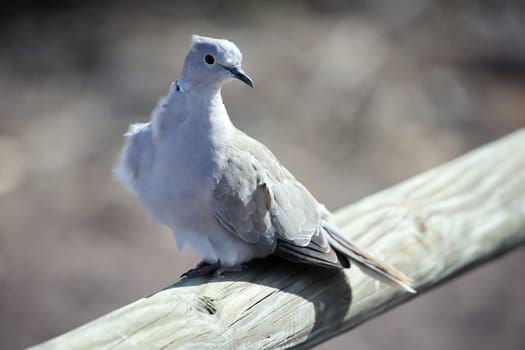 A pigeon in its urban environment. Pigeons can be found in every locality.