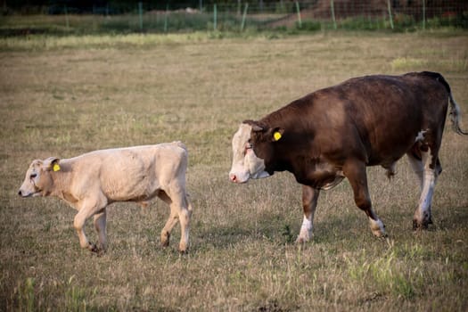 A cow, a calf in a pasture, a meadow.