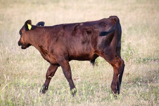 A cow, a calf in a pasture, a meadow.