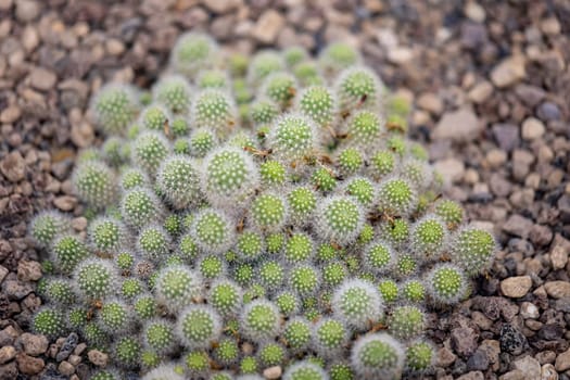 Portrait of a cactus, A cactus in a tropical environment.