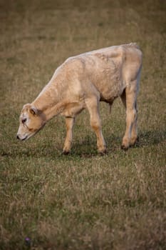 A cow, a calf in a pasture, a meadow.