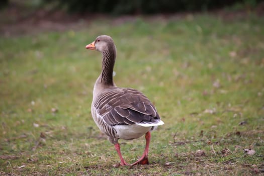 A gray goose at a pond in a village.