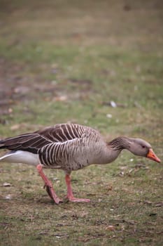 A gray goose at a pond in a village.