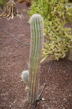 Portrait of a cactus, A cactus in a tropical environment.