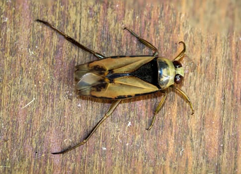 Close-up of a common backswimmer, a water bug, Notonecta glauca.
