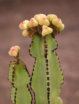 Portrait of a cactus, A cactus in a tropical environment.