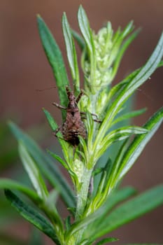 A longhorn bushwhacker (Himacerus apterus) on a leaf of a deciduous tree.