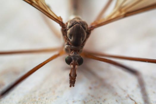 Close-up of a snake, a Tipula paludosa / oleracea. Portrait of a long legged cricket.