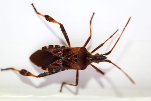 Close-up of an American pine bug, Leptoglossus occidentalis.