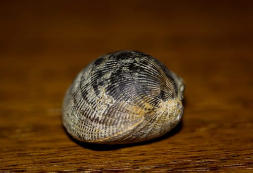 A fossil, a fossilized shell, similar to a cockle.