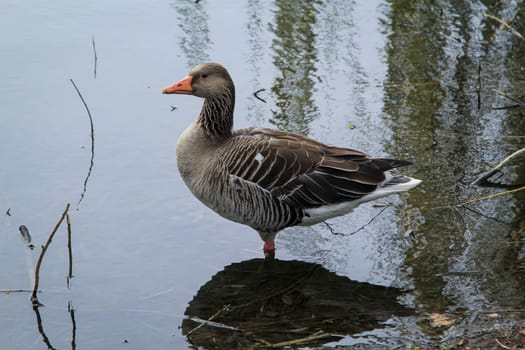 A gray goose at a pond in a village.