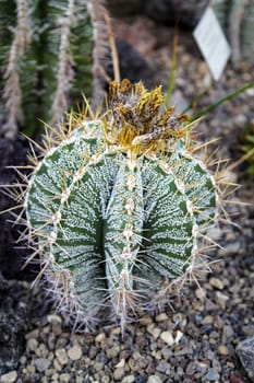 Portrait of a monks cap, A cactus in a tropical environment.