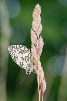 A checkerboard butterfly on a grass plant in a meadow.