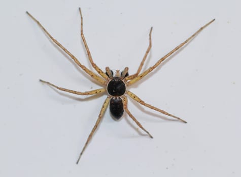 A two-color flat-streaked spider, Philodromus dispar on a wall.