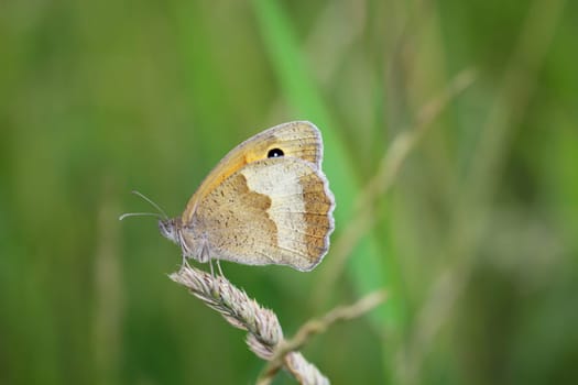 A large oxeye (Maniola jurtina) on a grass plant.
