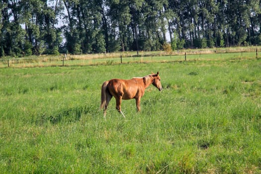 Horses in a pasture of a paddock grazing, romping.