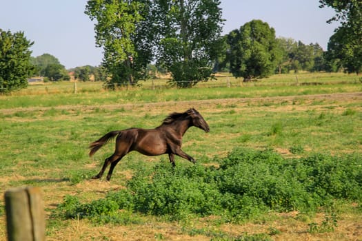 Horses in a pasture of a paddock grazing, romping.