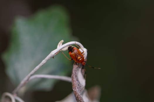 A common nimrod (Deraeocoris ruber) on the branch of a plant.