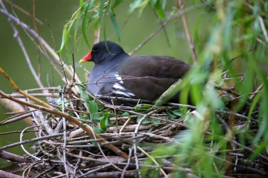 Hidden under a tree, a water rail incubates its offspring on its nest.